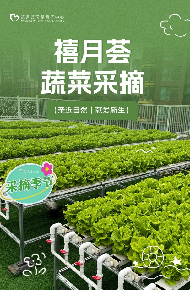 成都月子中心农场主|共享菜地，开启有机坐月子生活1