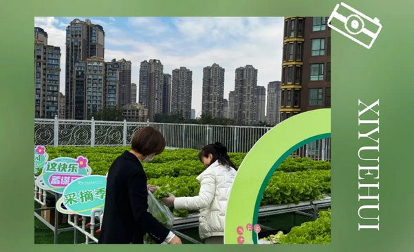 成都月子中心农场主|共享菜地，开启有机坐月子生活7